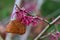 Ozark witchhazel Hamamelis vernalis Washington Park with reddish-purple flowers